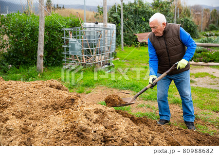 Mature man scattering peat shovel on garden beds 80988682