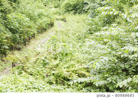 小網代の森(夏) 小網代の森(夏) 80988685