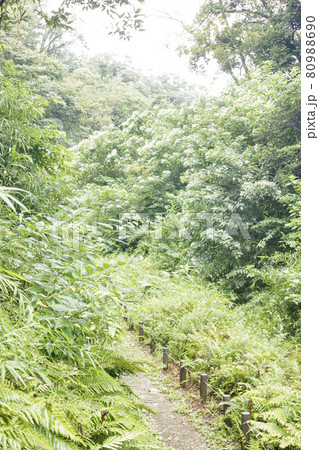 小網代の森（夏） 80988690