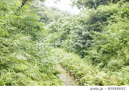 小網代の森（夏） 80988692