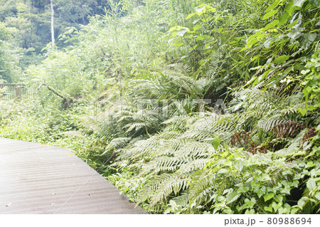小網代の森（夏） 80988694