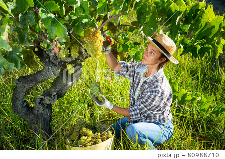 Female farm worker harvesting ripe grapes at vineyard Female farm worker harvesting ripe grapes at vineyard 80988710
