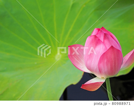 池に咲くピンク色の美しい蓮の花の蕾いちりん 80988971