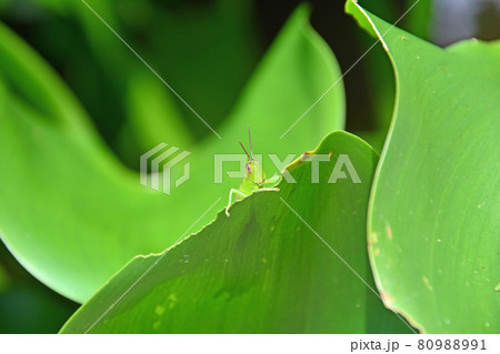 緑色の葉っぱの陰に潜む小さいバッタの幼虫の写真素材