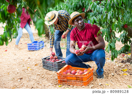 Two men and one woman working in peach plantation 80989128