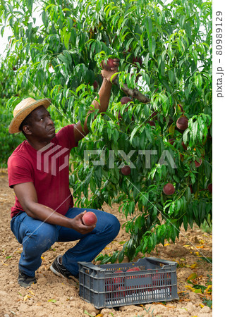 Man picking peaches 80989129