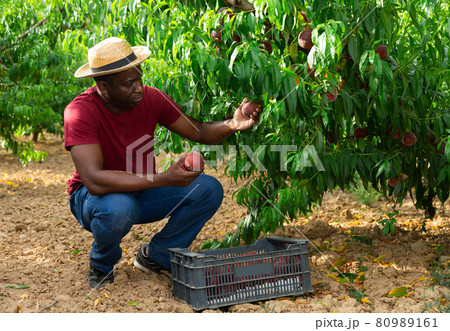 Successful male owner of orchard gathering harvest of ripe peaches on day 80989161
