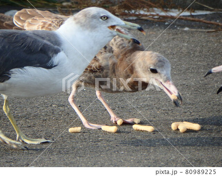 えびせんをもらって競って食べるウミネコたち 80989225
