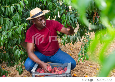 Positive latino farmer harvesting peaches in fruit garden 80989228