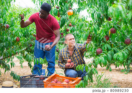 Two men working in peach plantation 80989230