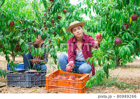 Woman farmer harvesting peaches in fruit garden, putting in crate Woman farmer harvesting peaches in fruit garden, putting in crate 80989266