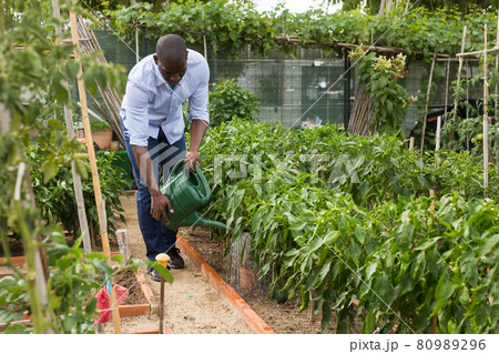 Man watering tomatoes and peppers seedlings with watering pot 80989296