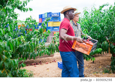 Men with crates of peaches 80989298