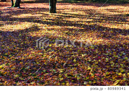 兼六園 兼六園 80989341