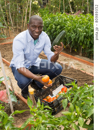 Male farmer with a box of tomatoes in the garden 80989352