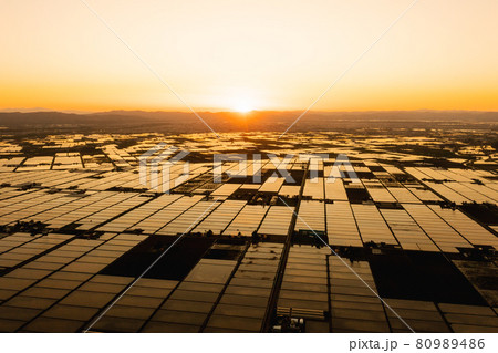 北海道東川町　黄金色の水田 80989486