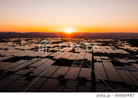 北海道東川町　黄金色の水田 80989487