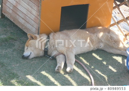昼寝の柴犬 80989553