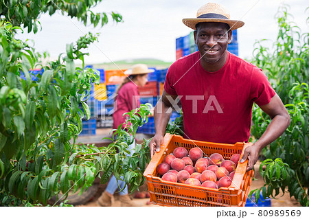 Man holding crate full of peaches Man holding crate full of peaches 80989569