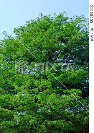 春の樹木　その2108　　　　花と植物が織りなす色紙　 80989910