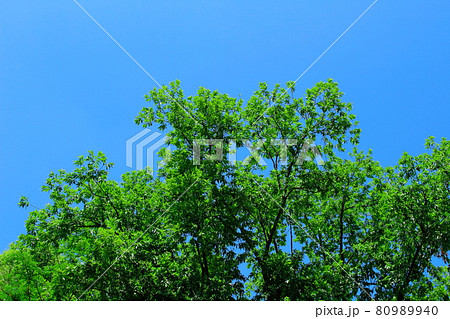 春の樹木 その2108    花と植物が織りなす色紙  春の樹木 その2108    花と植物が織りなす色紙  80989940