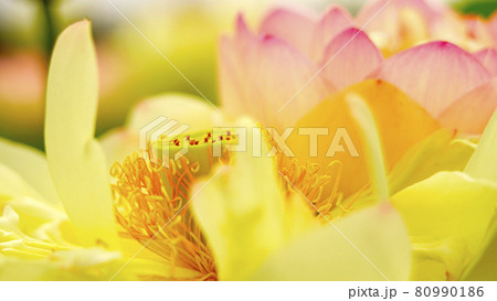 神秘的な美しさで人を魅了する「ハスの花」 神秘的な美しさで人を魅了する「ハスの花」 80990186