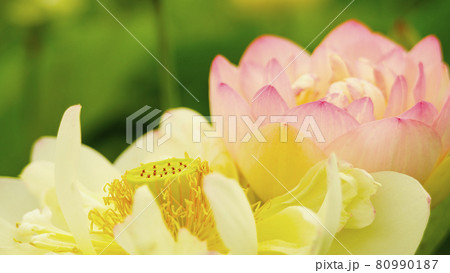 神秘的な美しさで人を魅了する「ハスの花」 80990187