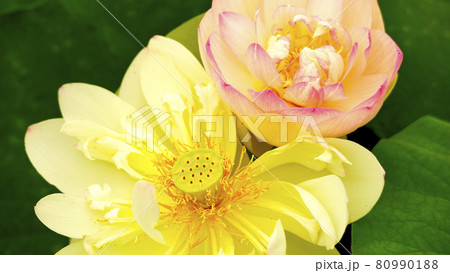 神秘的な美しさで人を魅了する「ハスの花」 80990188