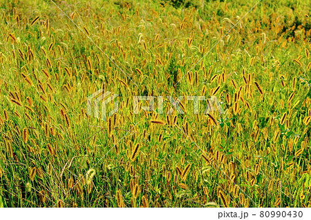 輝く野草 その2108 花と植物が織りなす色紙 輝く野草 その2108 花と植物が織りなす色紙 80990430