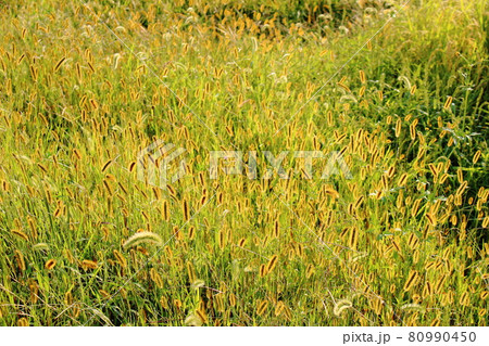 輝く野草　その2108　　　　花と植物が織りなす色紙　 80990450