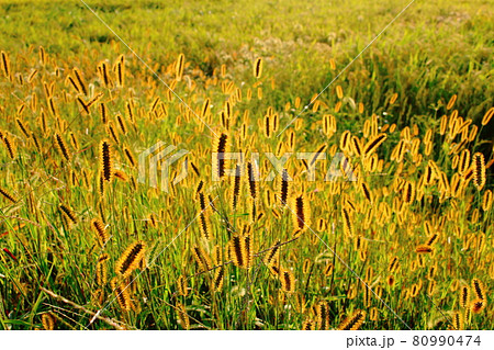 輝く野草　その2108　　　　花と植物が織りなす色紙　 80990474