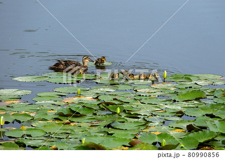 カルガモの親子 80990856