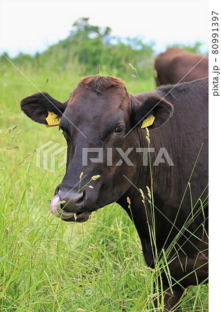 和牛 和牛 80991397