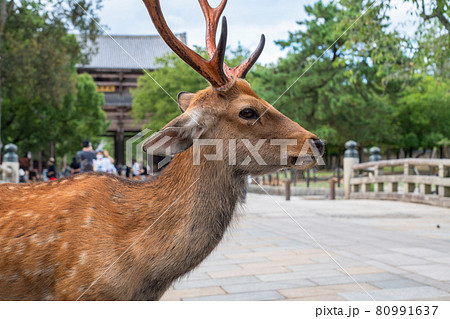 《奈良県》奈良公園の鹿・東大寺の参道 80991637