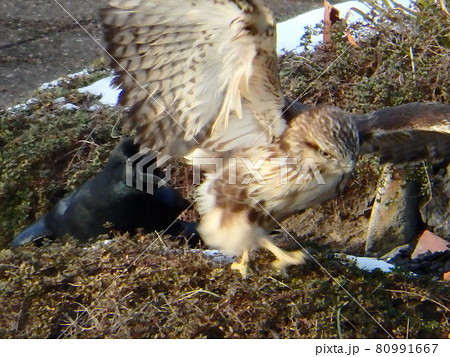 背後から近づいたカラスに追われたノスリの幼鳥 80991667
