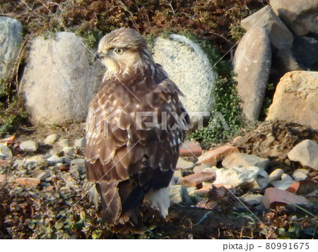 梅田川の河川敷で音のする方向に振り向いたノスリ 80991675