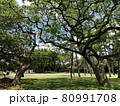 ハワイ　ストリート　公園 80991708