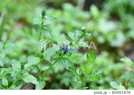 幸せを呼ぶ青い蜂(ブルービー)・ルリモンハナバチ 幸せを呼ぶ青い蜂(ブルービー)・ルリモンハナバチ 80991976