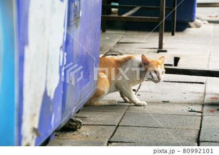 猫、捨て猫、野良猫(Street Cat) 猫、捨て猫、野良猫(Street Cat) 80992101