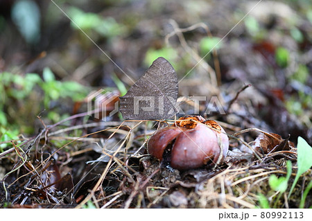 夏のクロコノマチョウ（黒木間蝶） 80992113