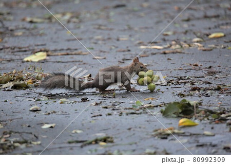 エゾリス 80992309