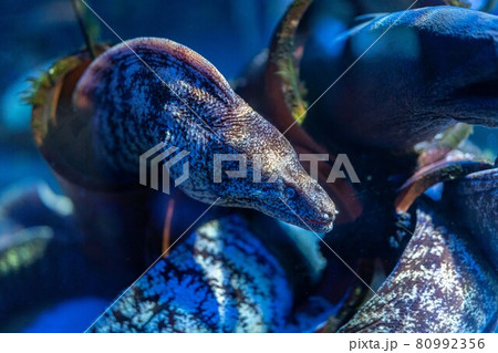 水槽のウツボ 水槽のウツボ 80992356