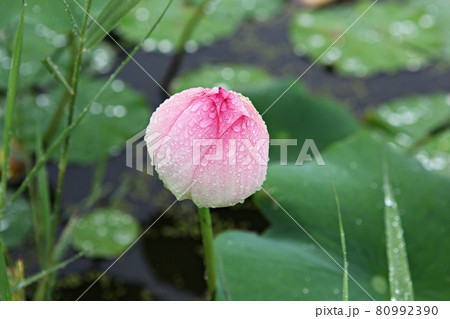 花びら 軟化 花 80992390
