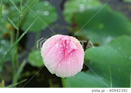 花びら 軟化 花 80992392
