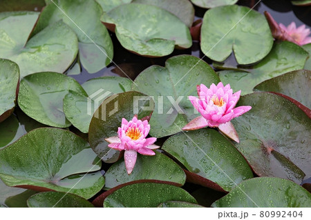 花 蓮 修練 80992404