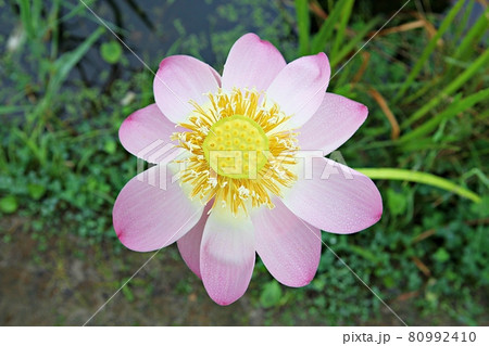 花 蓮 修練 80992410