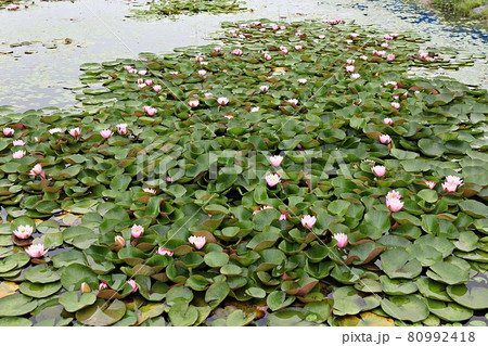 花 蓮 池 80992418