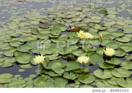 花 蓮 修練 80992420