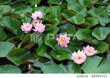 花 蓮 修練 80992421