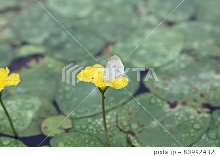 花びら 軟化 花 80992432